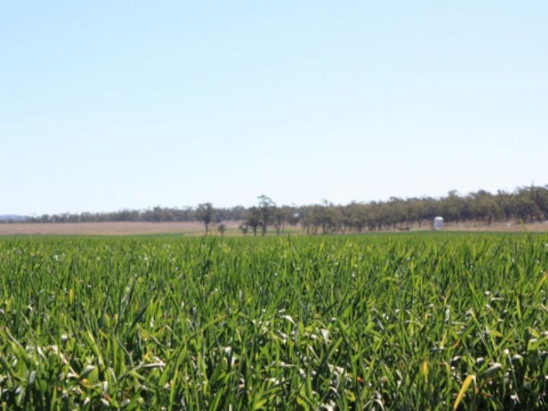 0 Pittsworth-Clifton Road, Pittsworth QLD 4356