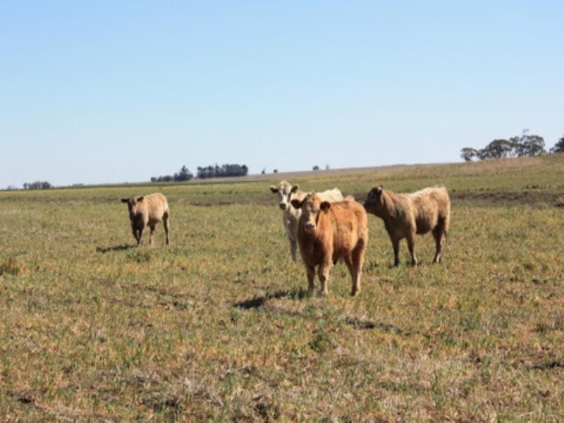 0 Pittsworth-Clifton Road, Pittsworth QLD 4356