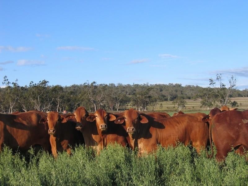 0 deven park boundary Road, Oakey QLD 4401