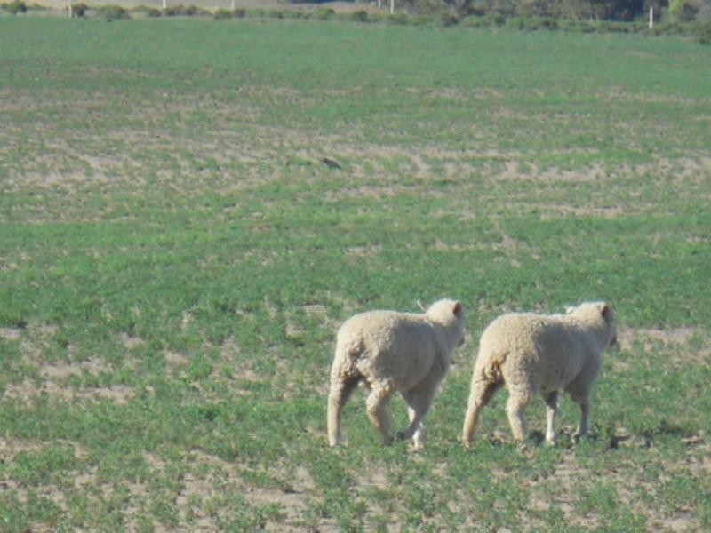 85 Lavelle Road, Millmerran QLD 4357