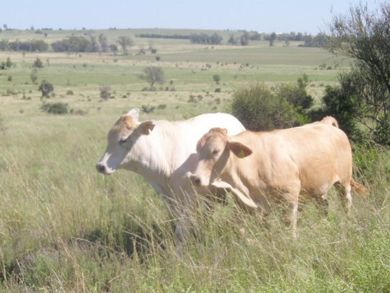 0 Heckles Road, Millmerran QLD 4357