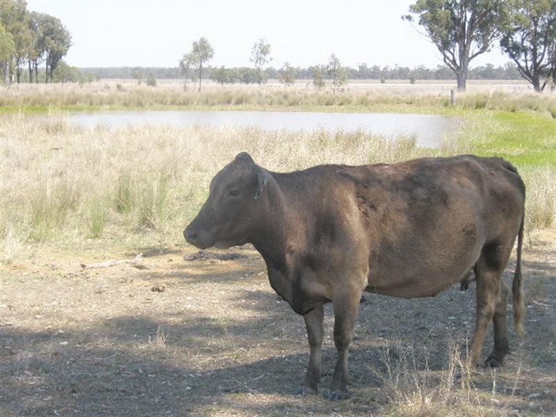 Lot 2 Owens Scrub Road, Millmerran QLD 4357