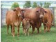 809 Biddeston-Linthorpe Road, Pittsworth QLD 4356