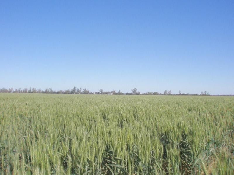 0 Pittsworth-Tummaville Road, Pittsworth QLD 4356