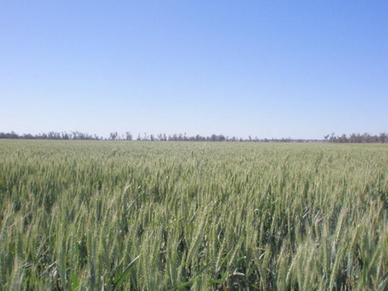 0 Pittsworth-Tummaville Road, Pittsworth QLD 4356