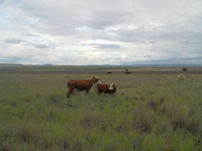 98 Venz Road, Nobby QLD 4360