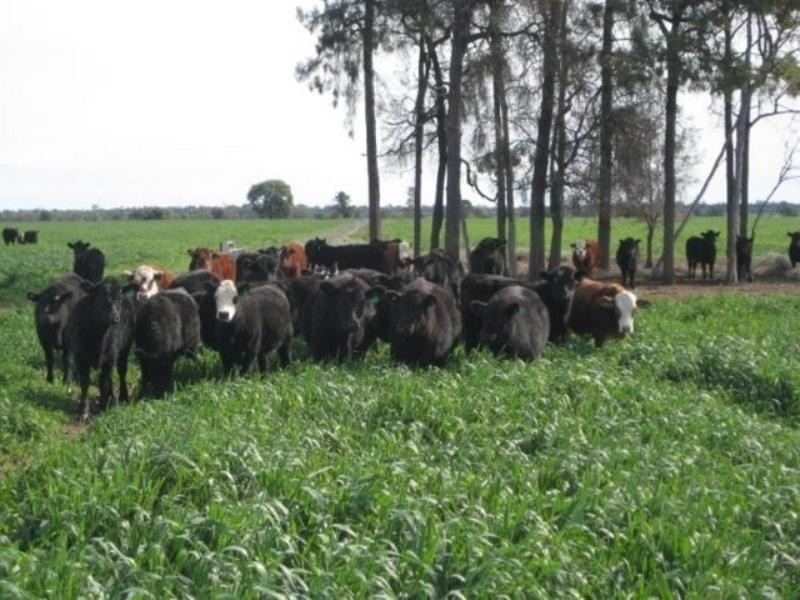 525 Narromine Road, Goondiwindi QLD 4390