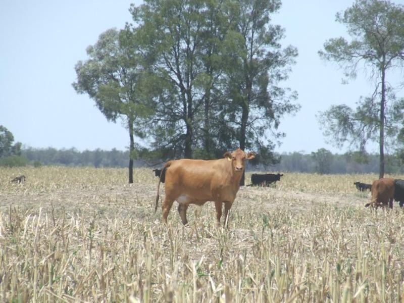 525 Narromine Road, Goondiwindi QLD 4390