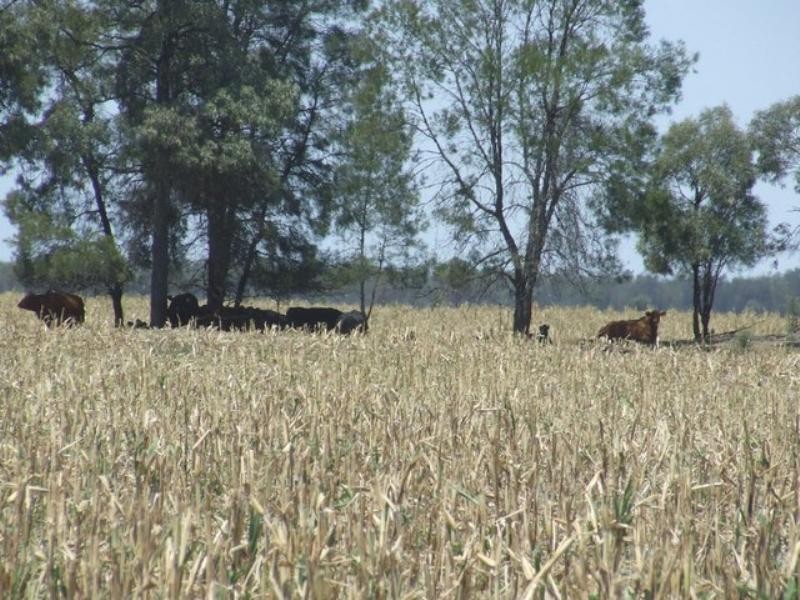 525 Narromine Road, Goondiwindi QLD 4390