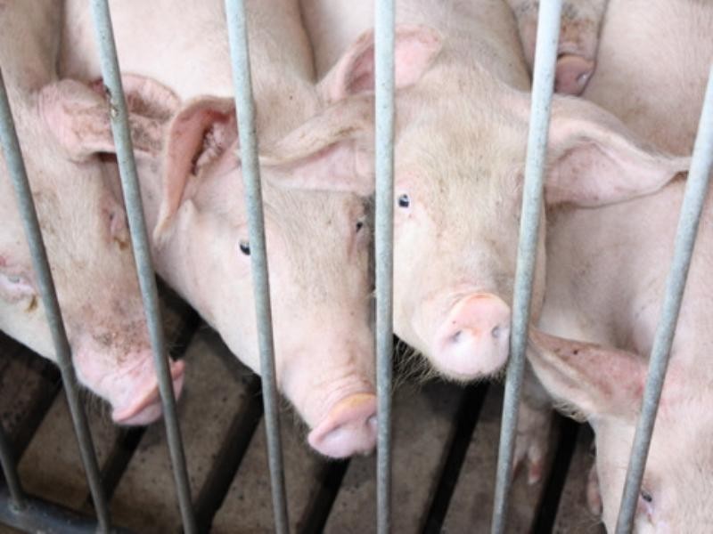 Lot 1 Sullivan Road, Pittsworth QLD 4356