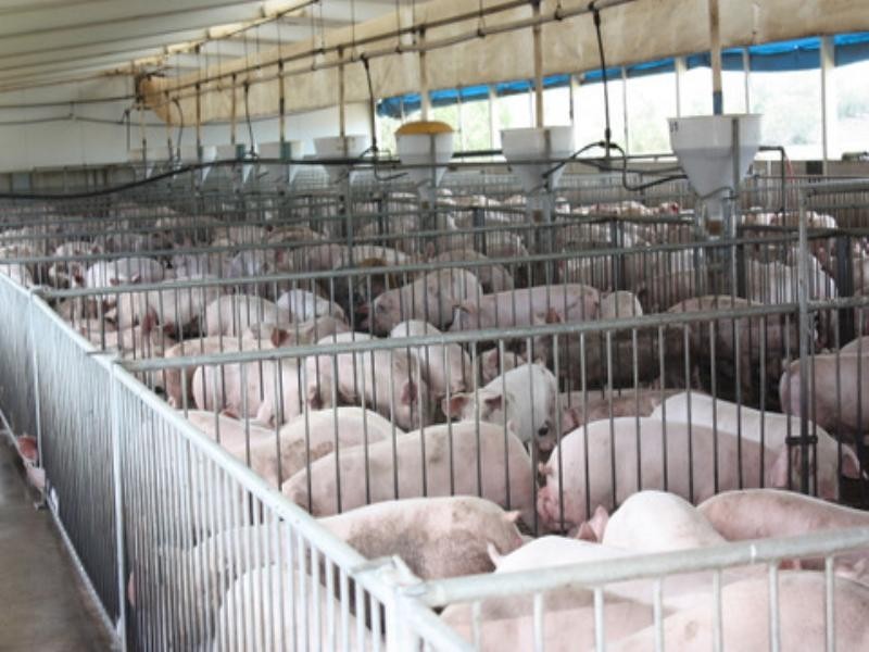 Lot 1 Sullivan Road, Pittsworth QLD 4356