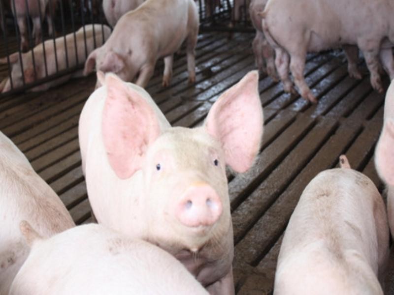 Lot 1 Sullivan Road, Pittsworth QLD 4356