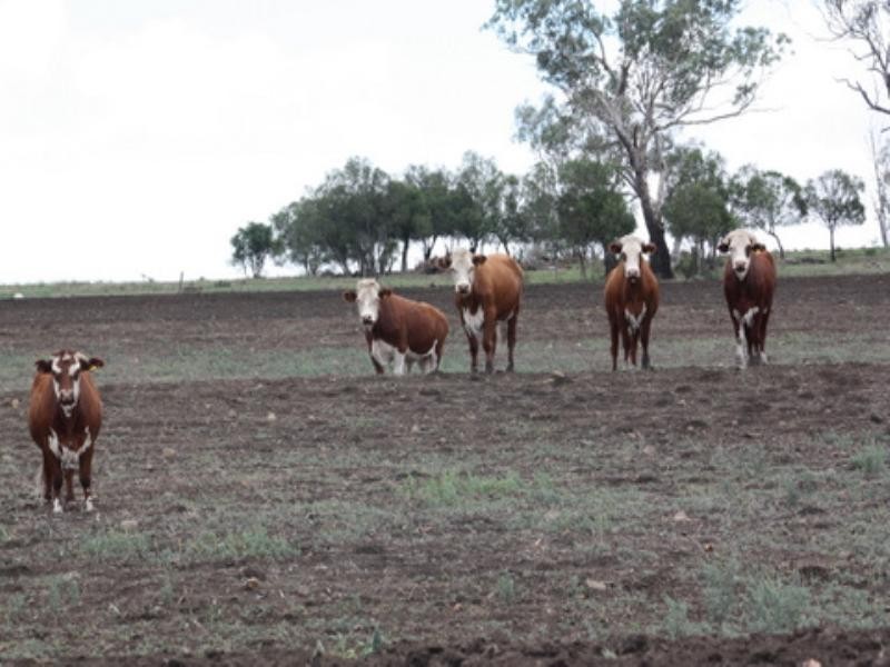 Lot 1 Sullivan Road, Pittsworth QLD 4356