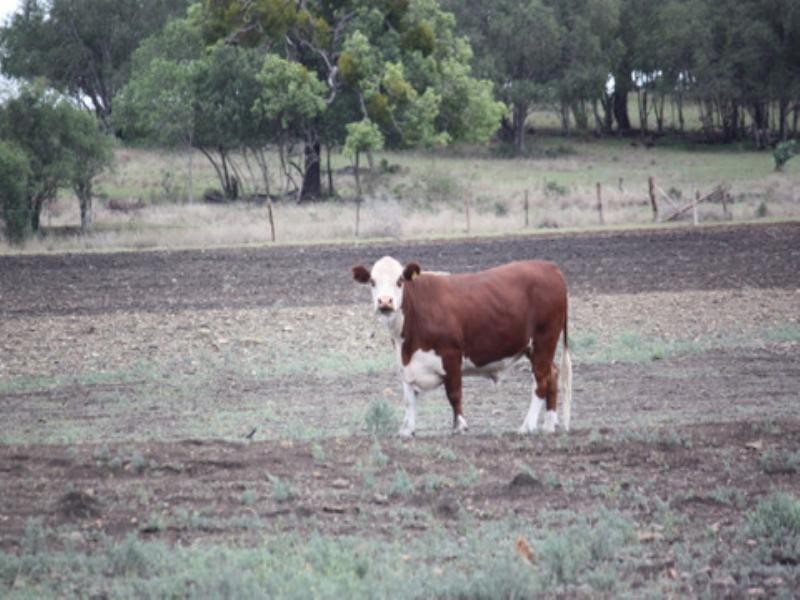 Lot 1 Sullivan Road, Pittsworth QLD 4356