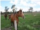 0 Mt Manning Road, Allora QLD 4362