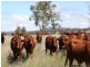 0 Mt Manning Road, Allora QLD 4362