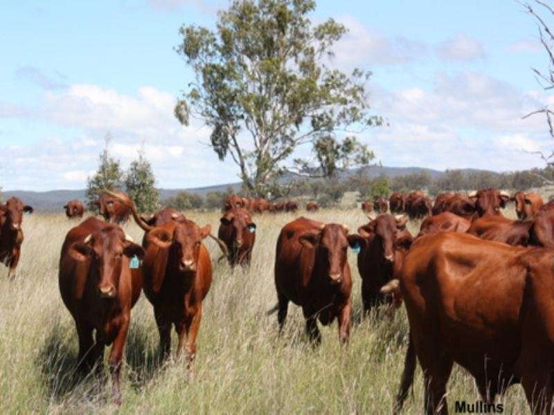 0 Mt Manning Road, Allora QLD 4362