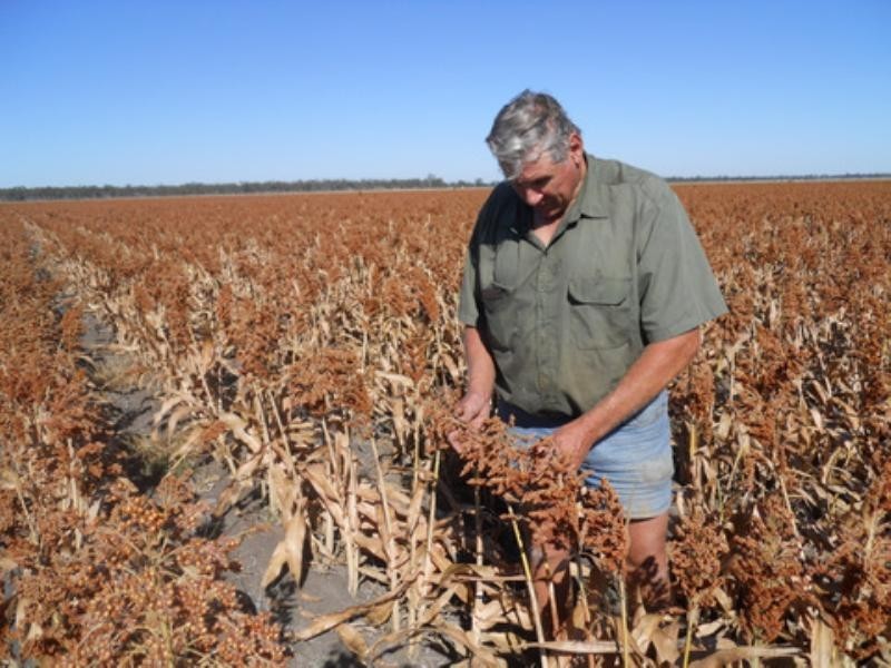 1723 Clifton-Pittsworth Road, Pittsworth QLD 4356