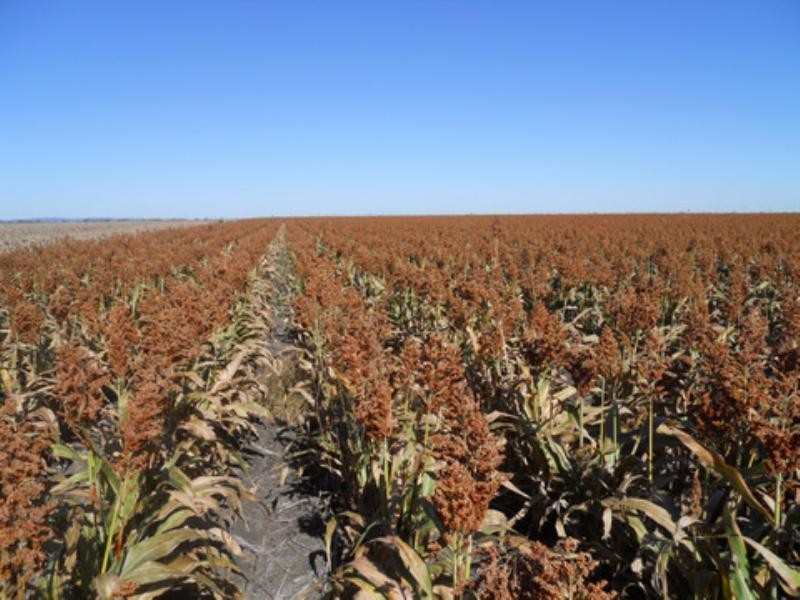 1723 Clifton-Pittsworth Road, Pittsworth QLD 4356