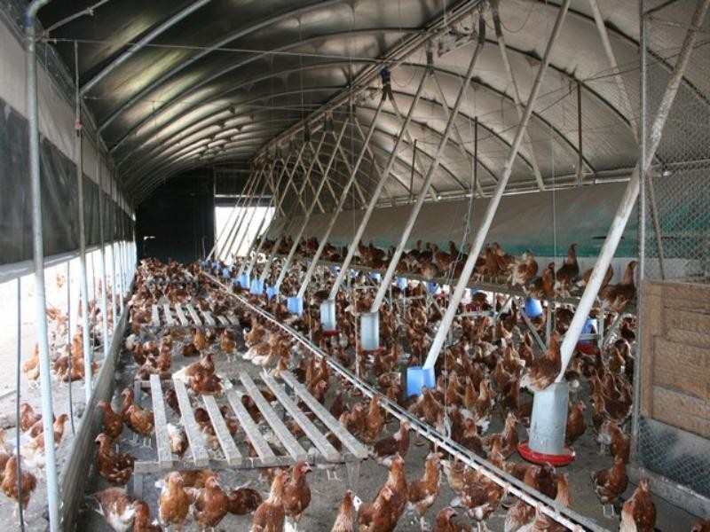 825 Linthorpe Valley Road, Pittsworth QLD 4356