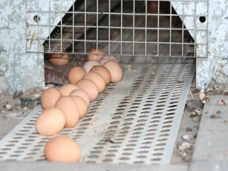 825 Linthorpe Valley Road, Pittsworth QLD 4356