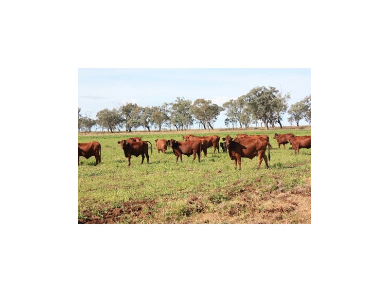 542 Old Elphinstone Road, Clifton QLD 4361