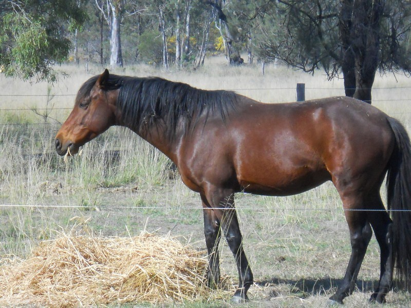 405 Dooley Road, Millmerran QLD 4357