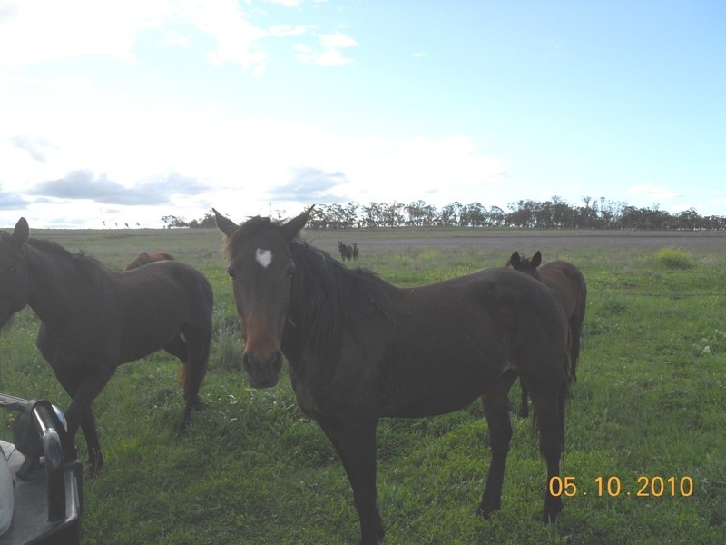 O Naumann Road, Back Plains, Clifton QLD 4361
