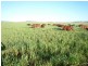241 Pauli Rd Back Plains, Clifton QLD 4361