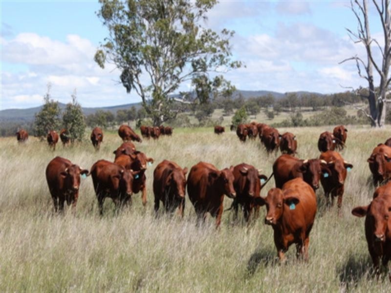 572 Condamine River Road, Pratten QLD 4370