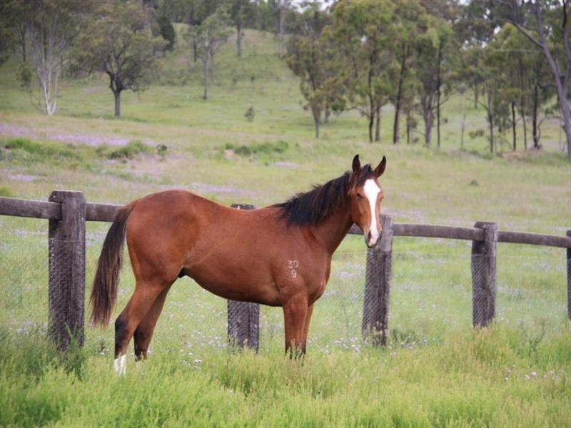 572 Condamine River Road, Pratten QLD 4370