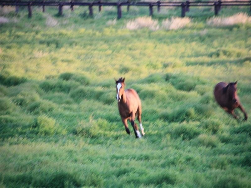 572 Condamine River Road, Pratten QLD 4370