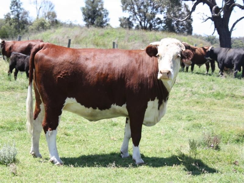 0 Kooroongarra Road, Millmerran QLD 4357