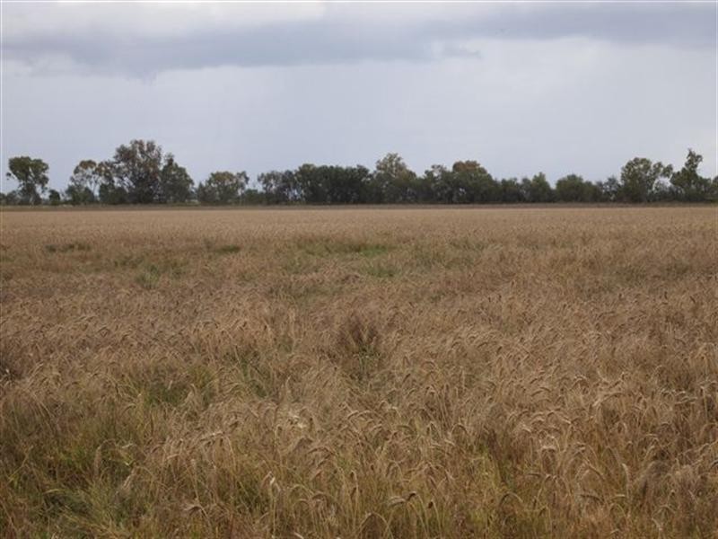 1663 Millmerran-Leyburn Road, Millmerran QLD 4357