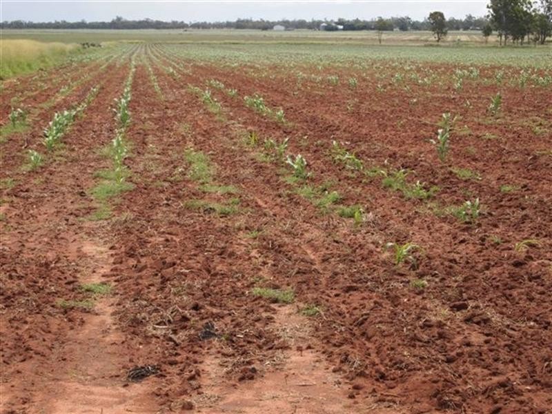 000 Millmerran-Leyburn Road, Millmerran QLD 4357