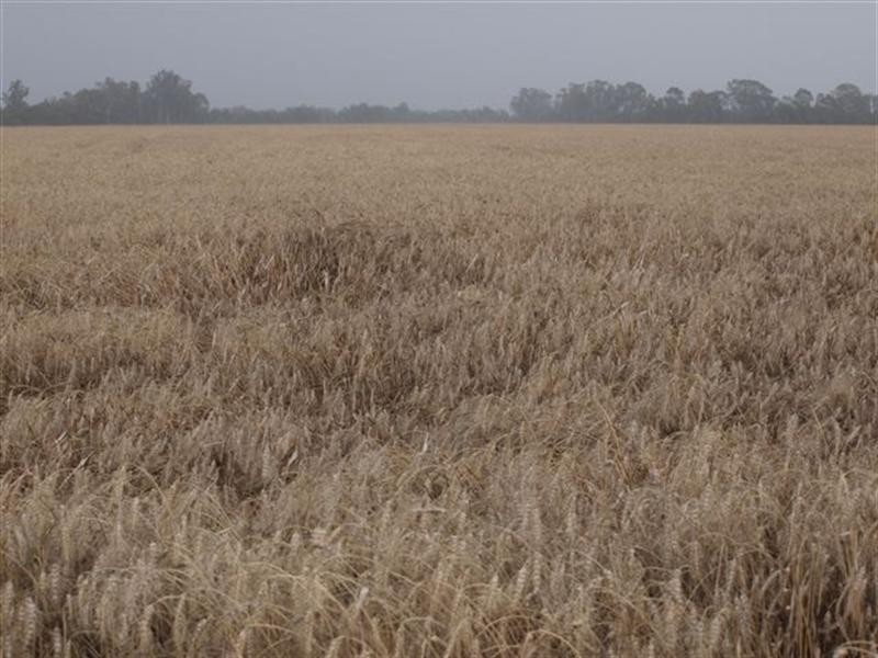 0 Pittsworth Tummaville Road, Millmerran QLD 4357