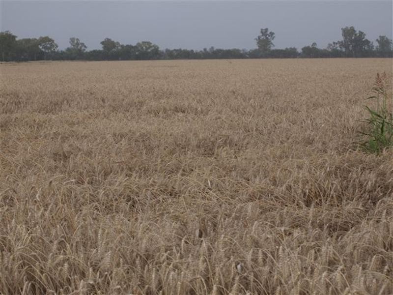 0 Pittsworth Tummaville Road, Millmerran QLD 4357