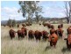 572 Condamine River Road, Pratten, Allora QLD 4362