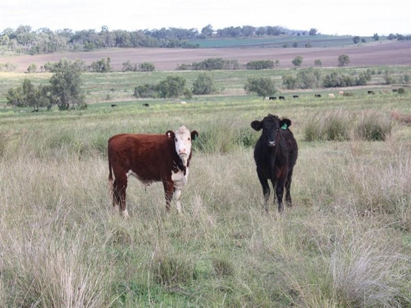 0 Scrubby Mt Road, Pittsworth QLD 4356