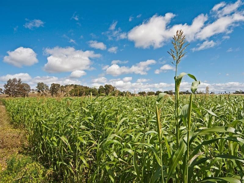 484 Wellcamp-Westbrook Road, Westbrook QLD 4350