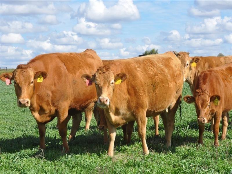 0 Pittsworth-Clifton Road, Pittsworth QLD 4356