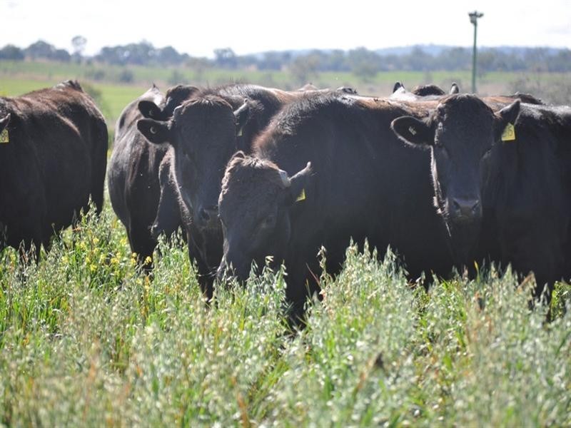 0 Pittsworth-Clifton Road, Pittsworth QLD 4356