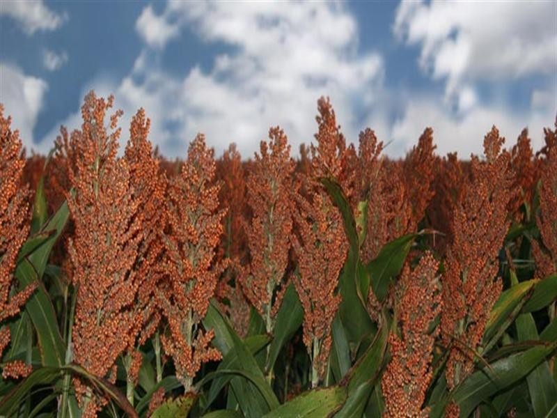 201 Clifton – Pittsworth Road, Clifton QLD 4361