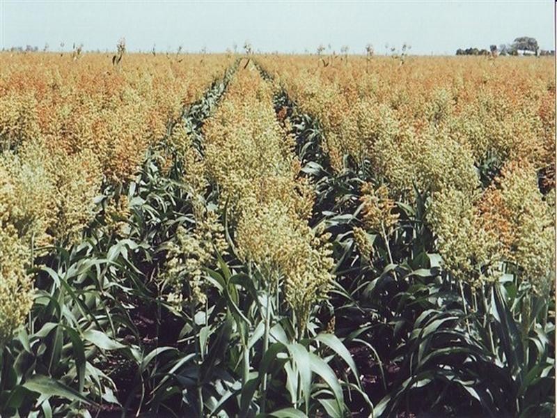 245 Dooley Road, Brookstead QLD 4364