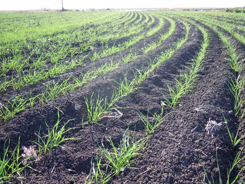 245 Dooley Road, Brookstead QLD 4364