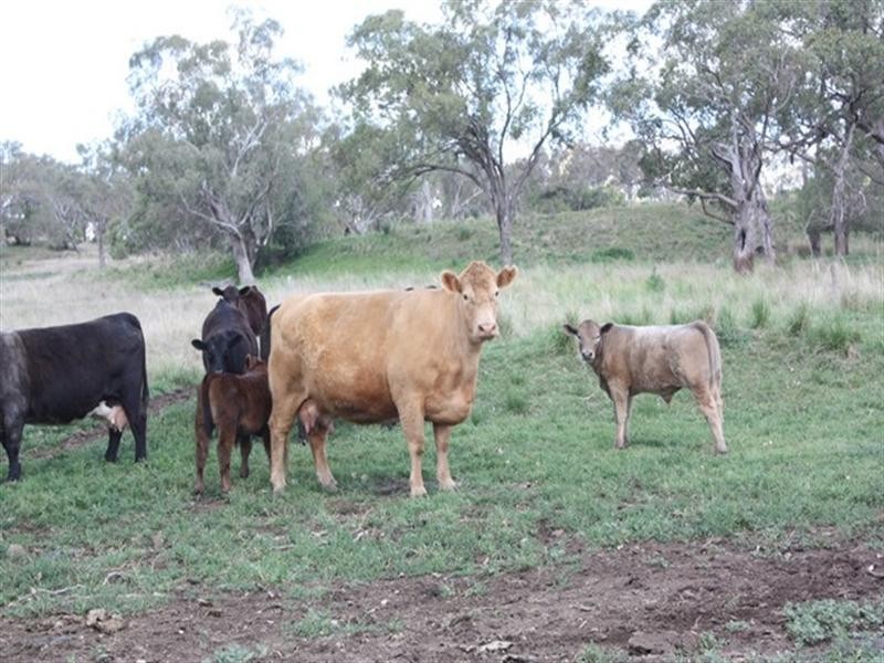 677 Millbrook-Back Plains Road, Back Plains QLD 4361