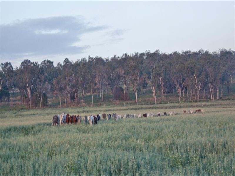 00 Pittsworth-Clifton Road, Pittsworth QLD 4356