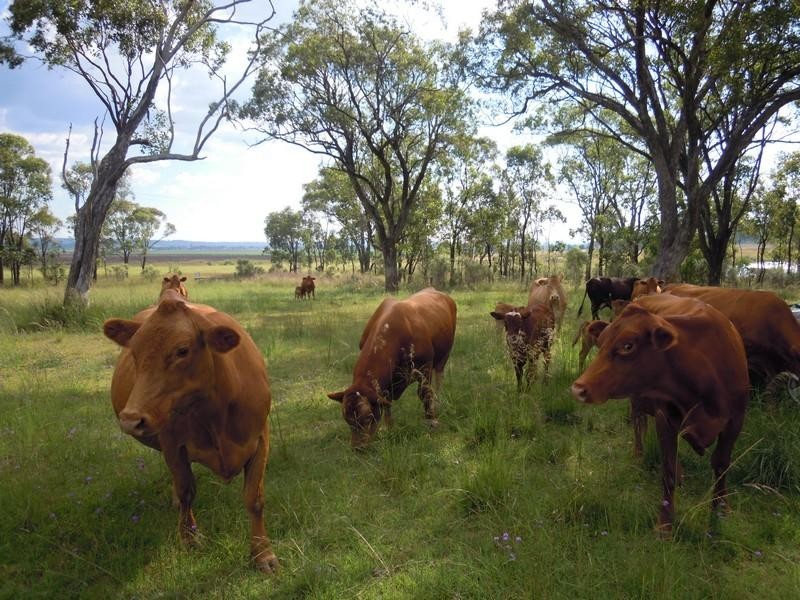 50 Brennan Road, Ryeford QLD 4361