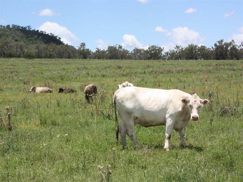 4 Ryans Road, Pilton QLD 4361