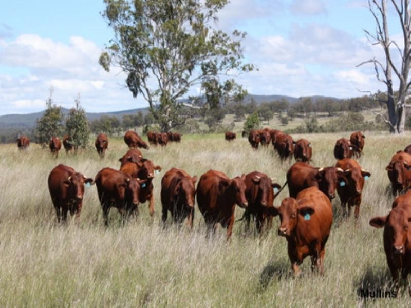 0 Mt Manning Road, Allora QLD 4362